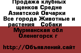 Продажа клубных щенков Средне Азиатской Овчарки - Все города Животные и растения » Собаки   . Мурманская обл.,Оленегорск г.